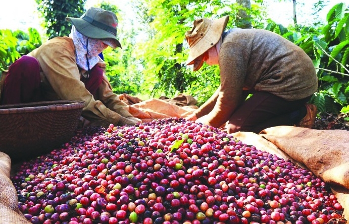 Xuất khẩu cà phê có thể vượt mức 4 tỷ USD