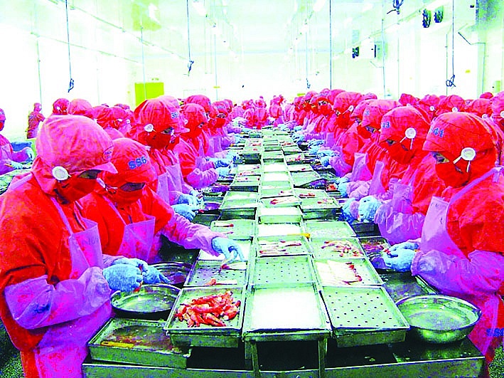 Dự báo, xuất khẩu tôm của Việt Nam trong năm 2023 sẽ phải đối mặt với rất nhiều khó khăn. 	 Ảnh: N.Thanh