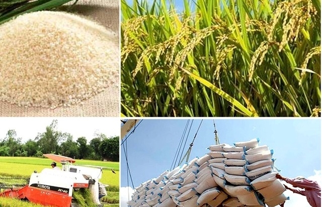 Gạo xuất khẩu bật tăng cả lượng và kim ngạch