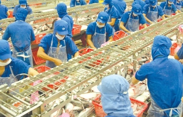 Xuất khẩu cá tra sang EU giảm 19%