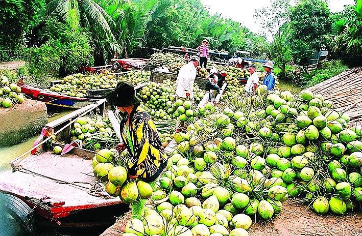Theo Hiệp hội dừa Việt Nam (VCA), Việt Nam hiện đang đứng thứ 7 về sản xuất dừa trên thế giới với hơn 180.000 ha đất nông nghiệp dùng để trồng dừa.	Ảnh: ST
