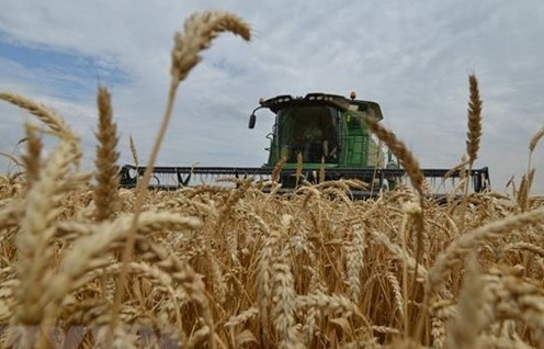 Nga sắp đạt thỏa thuận xuất khẩu ngũ cốc với 6 nước châu Phi