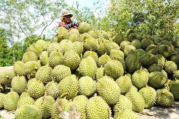 Tránh “bẫy” tăng trưởng cho sầu riêng