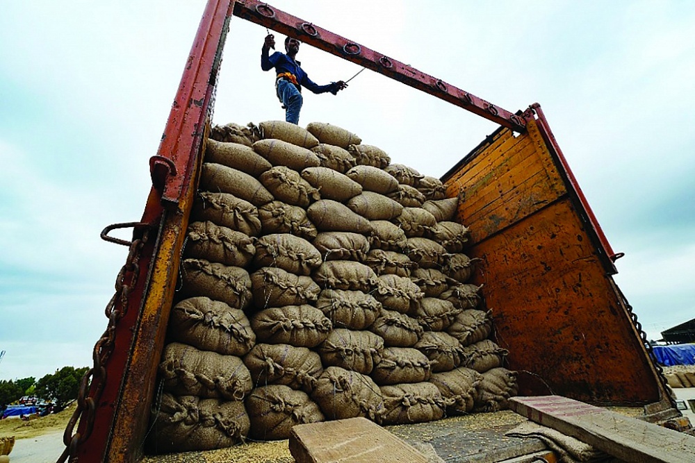 Ấn Độ cung cấp hơn 40% gạo xuất khẩu toàn cầu