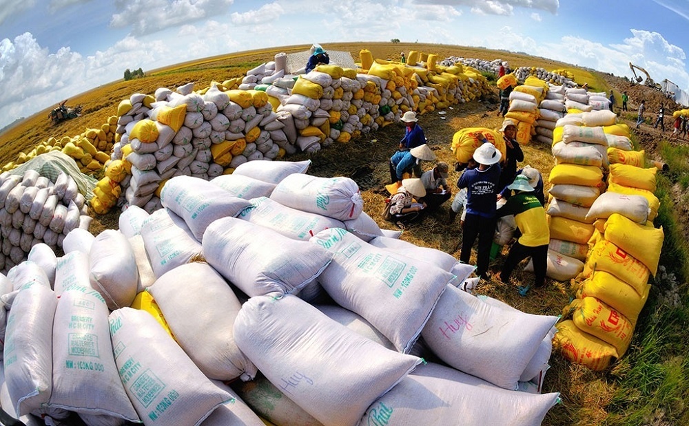 Giá gạo xuất khẩu cao nhất trong gần 2 năm trở lại đây