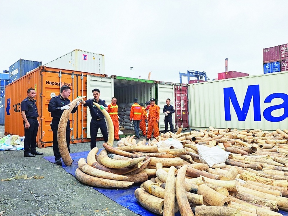 Cục Hải quan Hải Phòng chủ trì bắt giữ vụ nhập lậu ngà voi tại cảng Hải Phòng ngày 20/3/2023. 	Ảnh: T.Bình