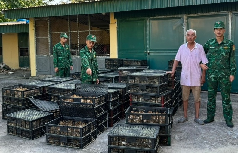 Quảng Ninh:  Lại phát hiện 17.760 con gia cầm giống nhập lậu