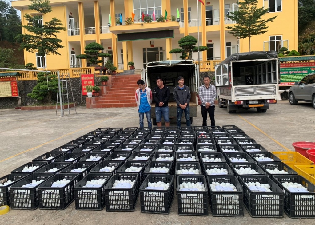 Hải quan Lý Vạn phối hợp bắt giữ vụ vận chuyển hơn 16.000 quả trứng gia cầm