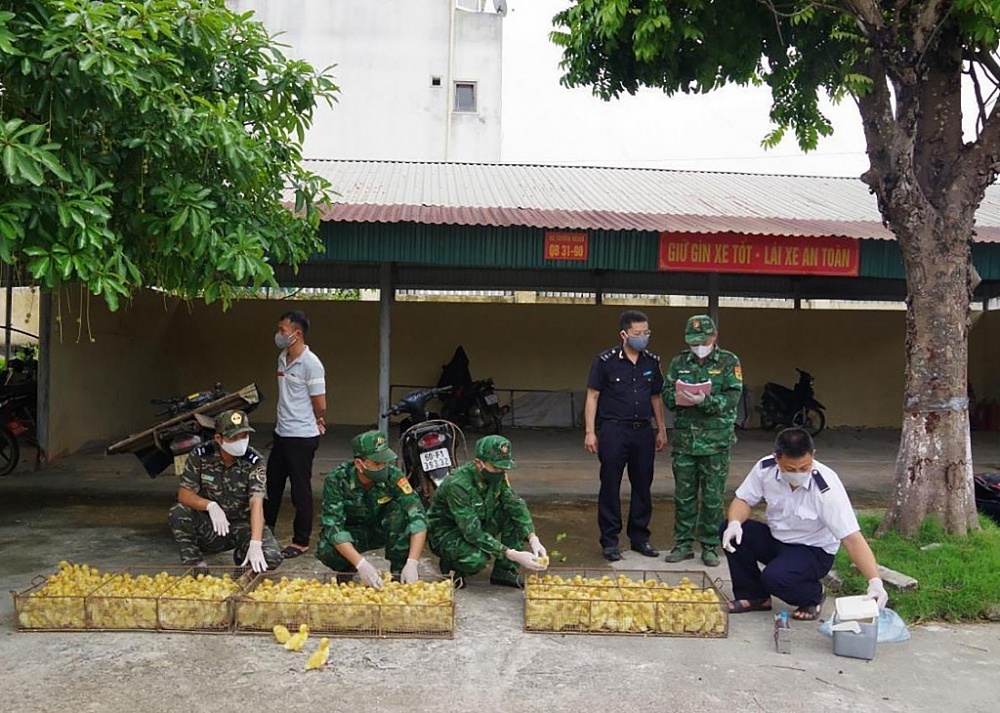 Hải quan - Biên phòng Chi Ma kiểm đếm tang vật là gia cầm giống nhập lậu. 	Ảnh: Vi Toàn