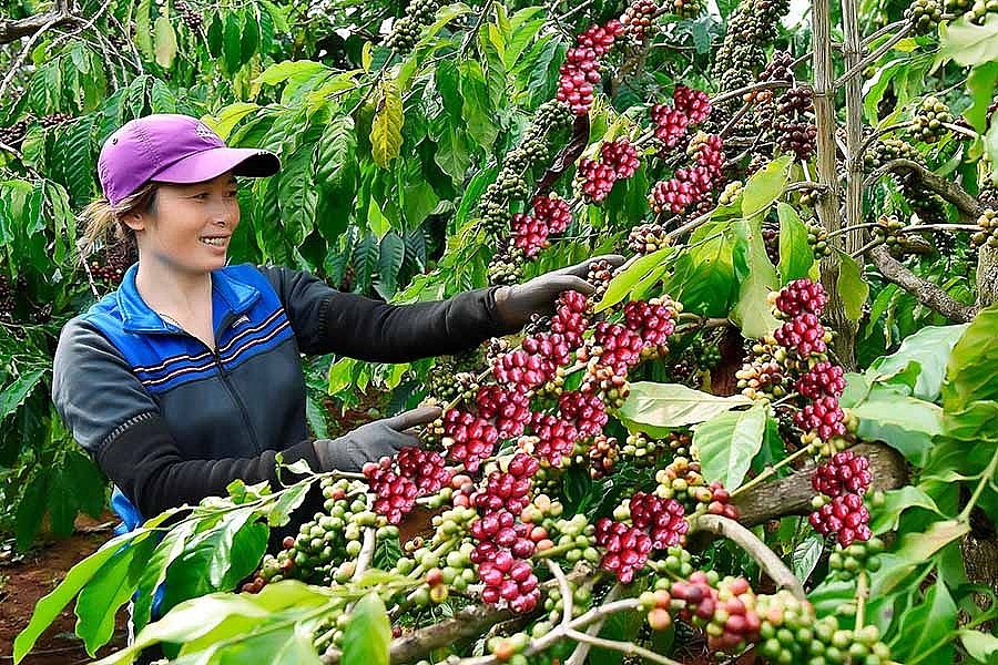Giá cà phê đang ở mức cao nên doanh nghiệp cần vốn để sản xuất kịp thời vụ.	Ảnh: ST