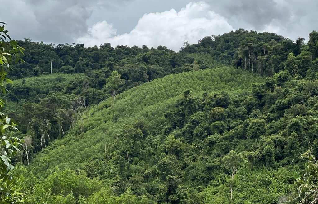 Huy động nguồn lực phù hợp cho Dự án KfW 9 phục hồi và quản lý rừng bền vững