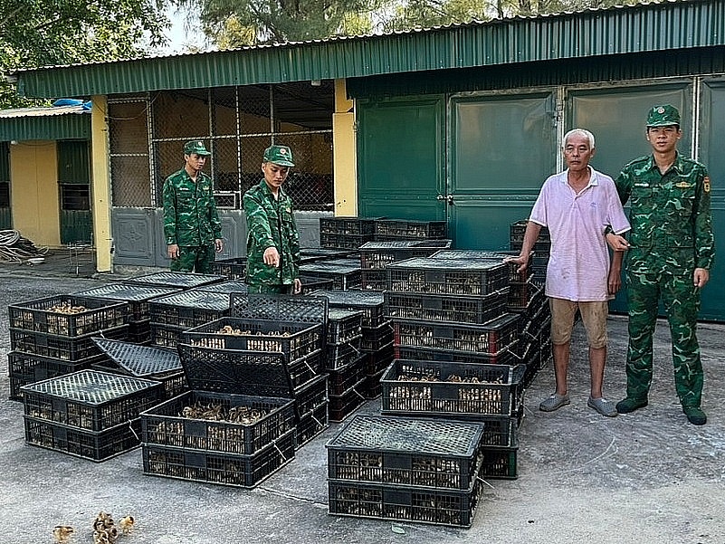 Tang vật hơn 17.000 gia cầm giống nhập lậu do Đồn Biên phòng Trà Cổ bắt giữ đầu tháng 10/2023.
