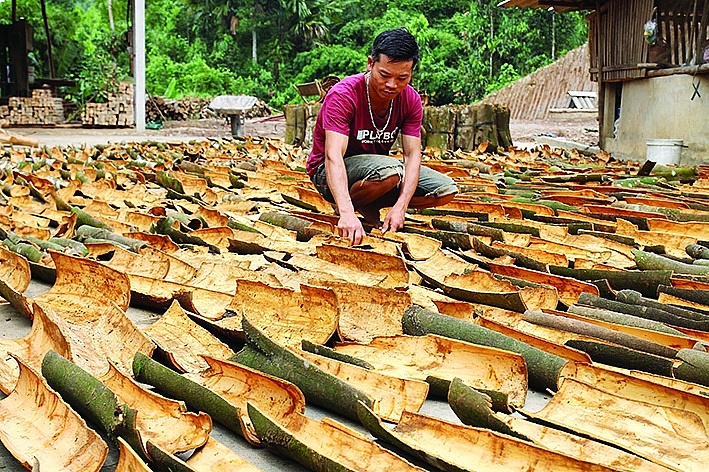 Trong những năm gần đây cây quế trở thành cây trồng chủ lực có giá trị cao, là nguyên liệu quý để sản xuất trong ngành dược liệu, mỹ phẩm, chế biến đồ mỹ nghệ... 	Ảnh: TTXVN