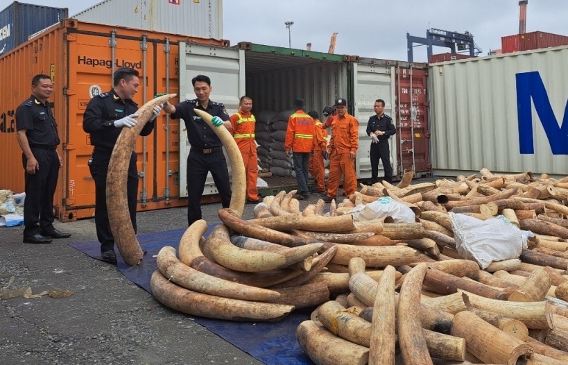 Hải quan Hải Phòng thu giữ gần 8 tấn ngà voi và nhiều ma túy