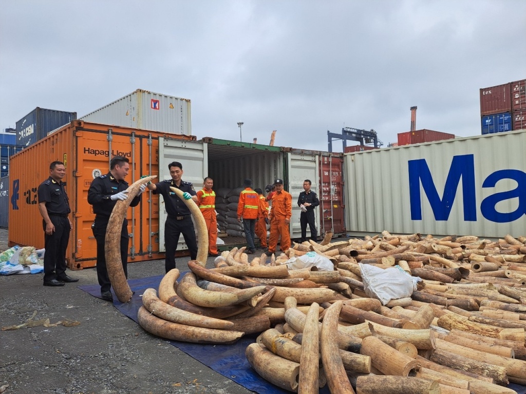 Hải quan Hải Phòng thu giữ gần 8 tấn ngà voi và nhiều ma túy