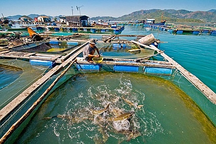 Chi phí nuôi trồng thủy sản của Việt Nam còn cao