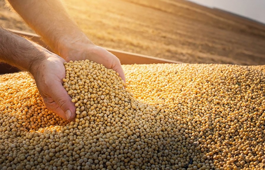 Đề xuất hai phương án thuế suất cho khô dầu đậu tương