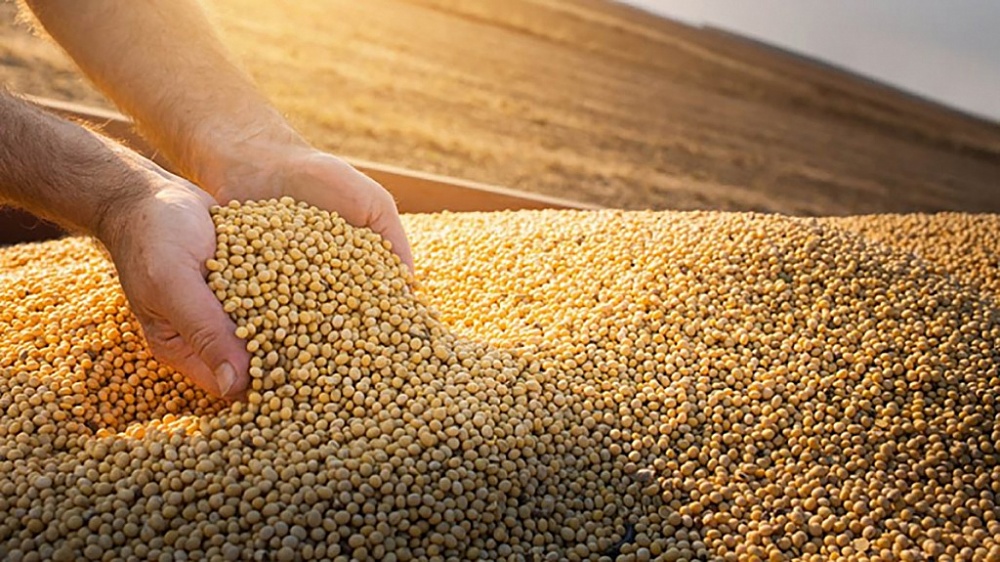 Khô dầu đậu tương là nguyên liệu đầu vào quan trọng của sản xuất thức ăn chăn nuôi	Ảnh: ST