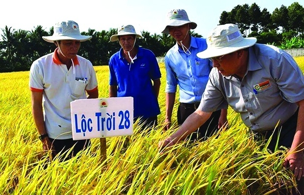 Vị thế mới của gạo Việt Nam