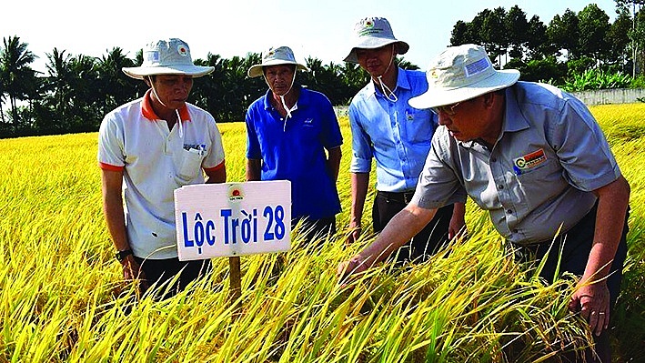 Kỹ sư nông nghiệp cùng nông dân thăm đồng lúa Lộc Trời 28. 	Ảnh: TL