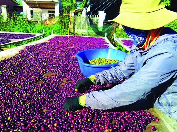 Xây dựng chiến lược để cà phê Việt Nam tiếp cận thị trường tỷ dân