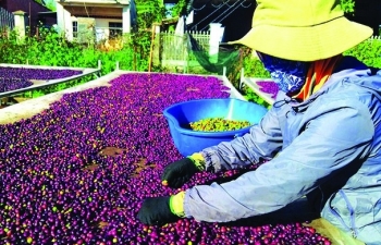 Cần đẩy mạnh xuất khẩu cà phê nhân sang thị trường Trung Quốc
