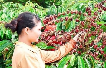 Xuất khẩu hơn 1 triệu tấn cà phê, giá khởi sắc