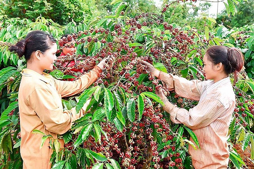 Giá cà phê của Việt Nam có thể sẽ đạt mức cao nhất thế giới trong năm 2024.	Ảnh: ST