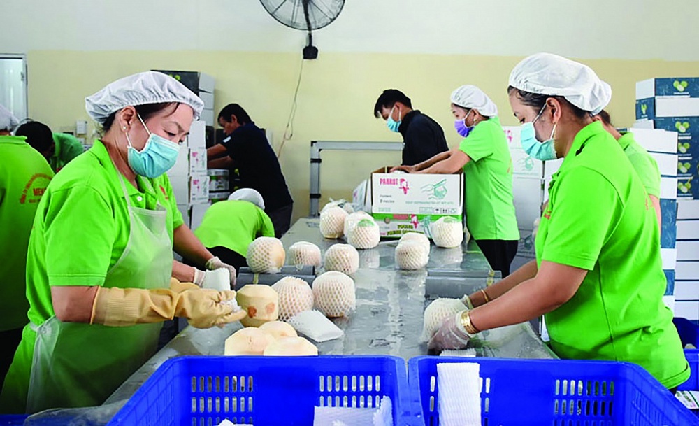 Trái dừa Việt Nam đang có nhiều cơ hội xuất khẩu sang thị trường châu Âu và Mỹ. 	Ảnh minh hoạ ST