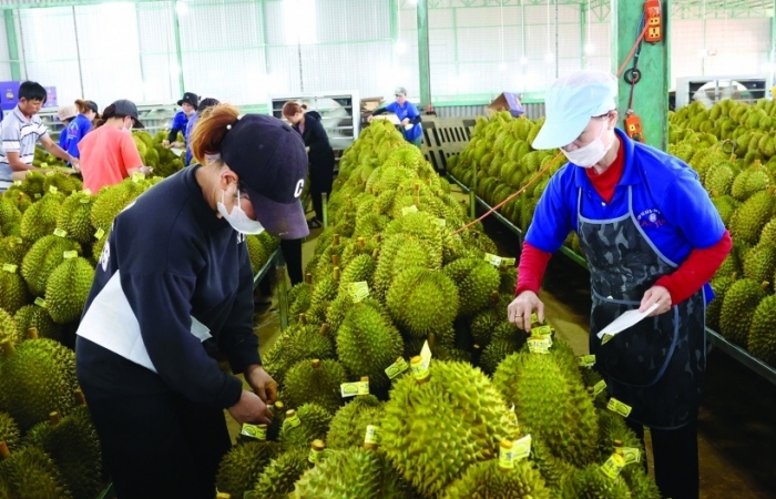 EU kiểm soát an toàn thực phẩm với 10% sầu riêng nhập từ Việt Nam