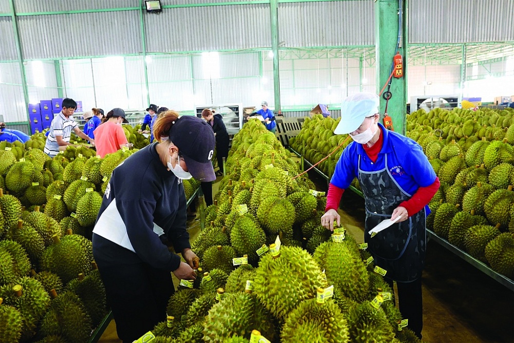 Sầu riêng là mặt hàng có đóng góp lớn vào kết quả xuất khẩu ấn tượng của ngành nông nghiệp trong năm 2023.	Ảnh: TTXVN