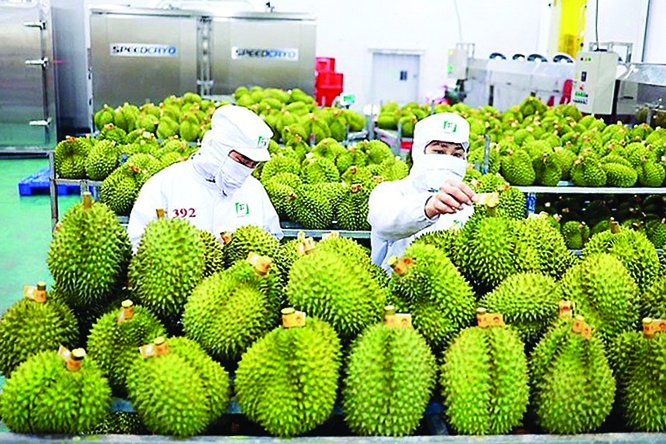 Sầu riêng là mặt hàng có đóng góp lớn vào kết quả xuất khẩu ấn tượng của ngành nông nghiệp trong năm 2023. 	Ảnh: ST