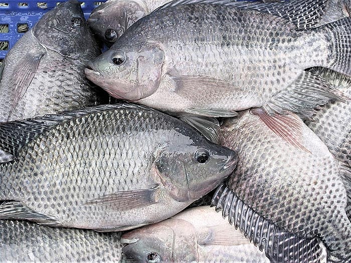 Brazil dừng nhập khẩu cá rô phi Việt Nam