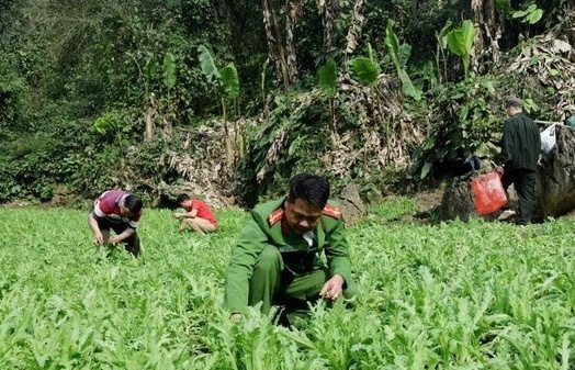 Lạng Sơn liên tiếp triệt phá hàng nghìn cây thuốc phiện
