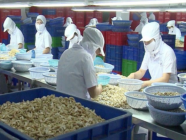 DN điều Việt Nam đã đáp ứng những tiêu chuẩn ngày càng khắt khe của thị trường nhập khẩu. 	 Ảnh: S.T