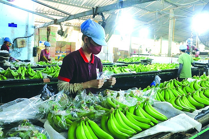 Dư địa xuất khẩu của trái cây Việt Nam còn rất lớn. 	Ảnh: N.H