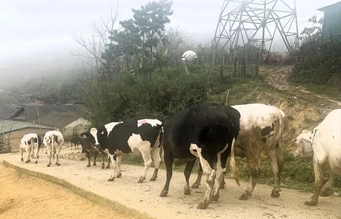 Hải quan Nậm Cắn phối hợp bắt giữ vụ vận chuyển 17 con bò lậu qua biên giới
