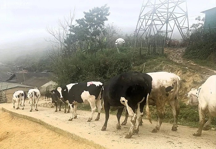 Số bò vận chuyển trái phép qua biên giới bị lực lượng chức năng bắt giữ. Ảnh: Lê Thạch