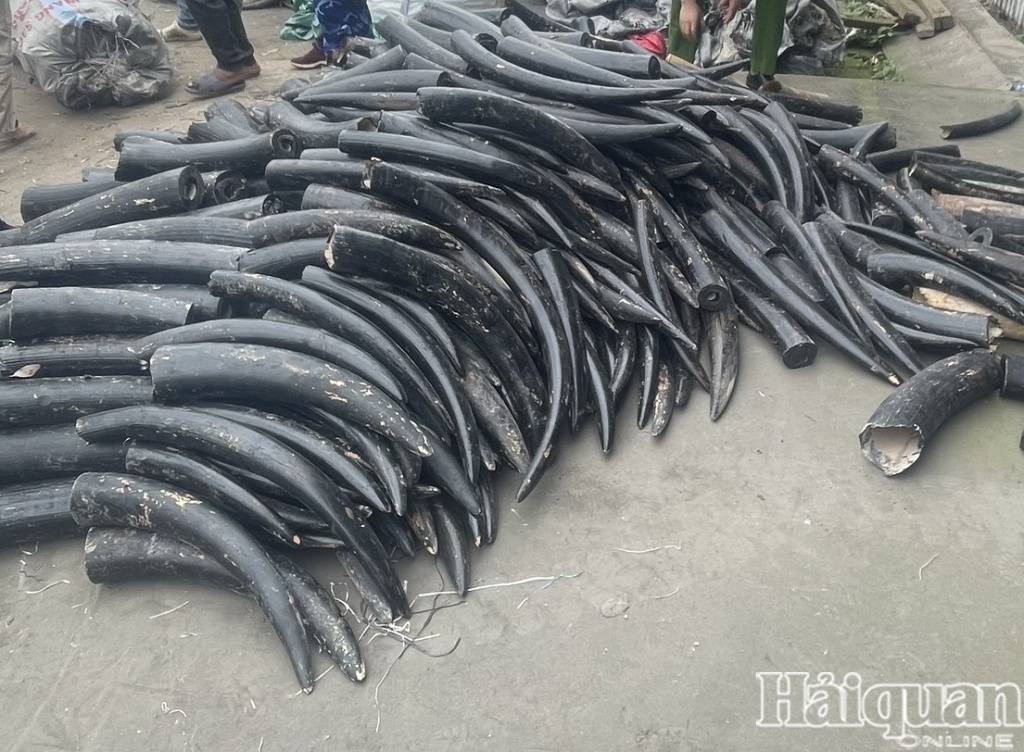 PHOTO: Lô ngà voi được sơn đen nhập lậu về cảng Hải Phòng