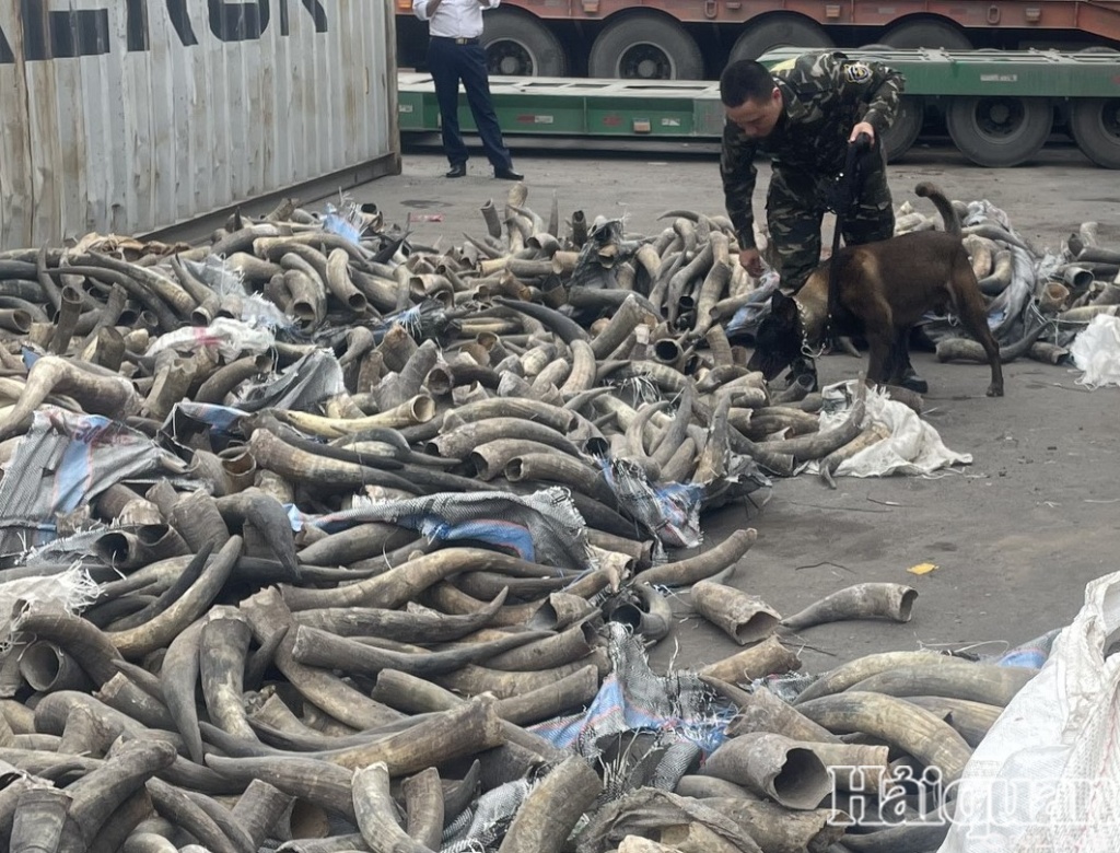 PHOTO: Lô ngà voi được sơn đen nhập lậu về cảng Hải Phòng