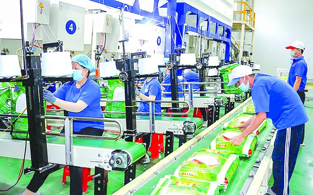 Một dây chuyền đóng gói gạo xuất khẩu sang thị trường Liên hiệp châu Âu của doanh nghiệp Việt Nam.
