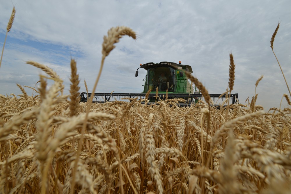 EU kêu gọi đưa ra các mức thuế bổ sung đối với việc nhập khẩu một số loại sản phẩm nông nghiệp từ Liên bang Nga và Belarus vào các nước châu Âu, cụ thể là ngũ cốc, hạt có dầu và các sản phẩm chế biến từ chúng. (Ảnh: AFP/TTXVN)