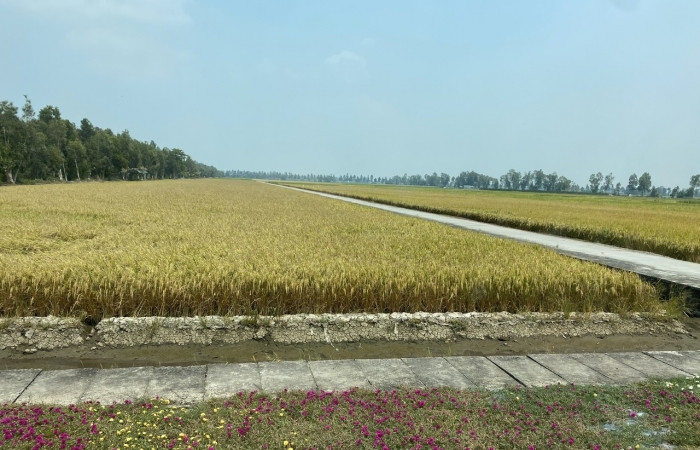 Sản xuất đảm bảo xuất khẩu 7,4 triệu tấn gạo năm nay