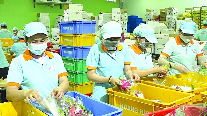 Đóng gói thanh long xuất khẩu tại Công ty TNHH MTV Xuất nhập khẩu Hoàng Huy, TPHCM.  Ảnh minh họa:ST