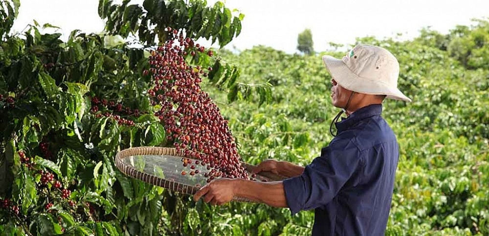 Chương trình toàn cầu NESCAFÉ Plan được Tập đoàn Nestlé triển khai từ năm 2010 tại các quốc gia thuộc các khu vực trồng cà phê trọng điểm trên thế giới nhằm mục tiêu mang lại những giá trị bền vữn