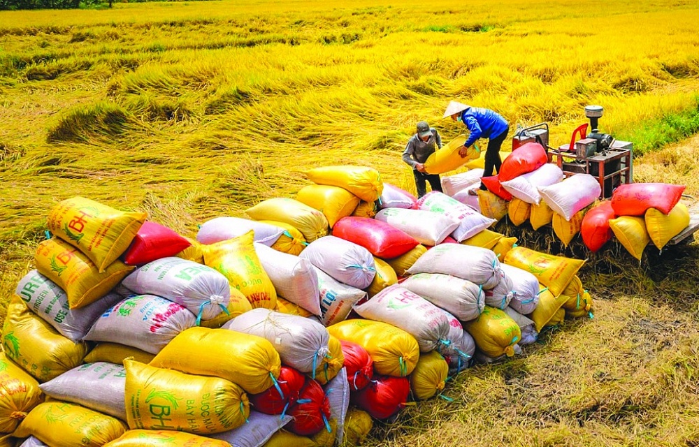 Gạo Việt Nam có nhiều cơ hội để gia tăng giá trị, khẳng định vị thế nhờ Đề án 1 triệu ha lúa chất lượng cao. 	 Ảnh minh họa