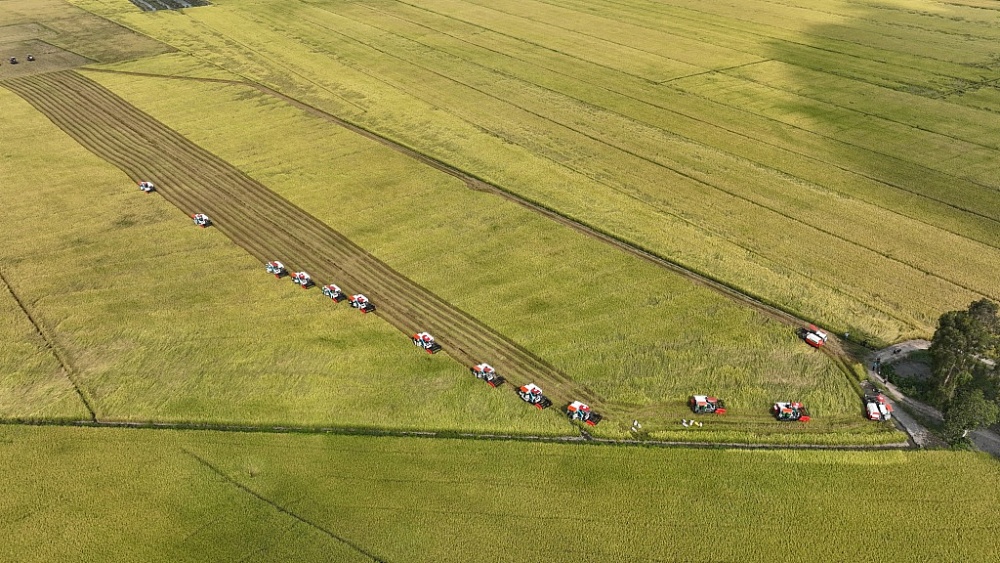 Thu hoạch lúa trên cánh đồng xuất khẩu châu Âu của Lộc Trời. Ảnh: TL