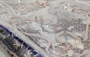 Trung Quốc: Bắt kẻ buôn lậu hơn 100 con rắn sống được giấu trong quần