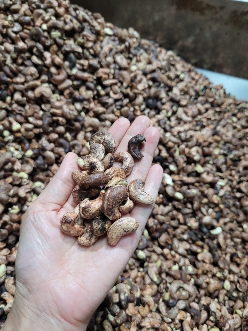 Nghị định 15 tạo ra nhiều rủi ro cho các DN điều.	 Ảnh: N.H