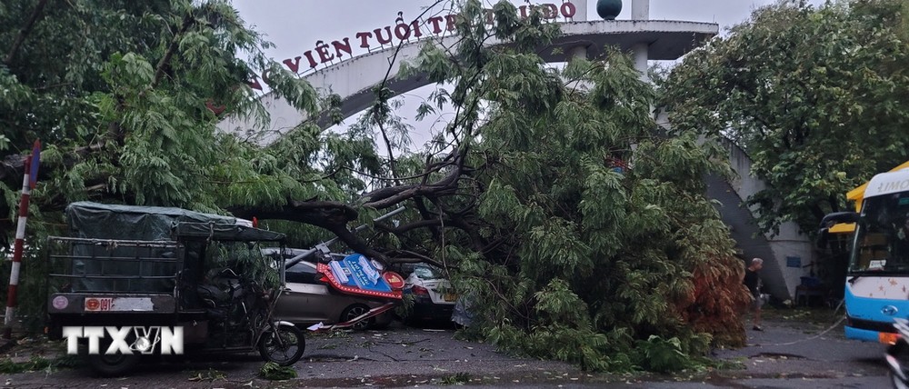 Cây gãy đổ đè bẹp nhiều ôtô tại bãi đỗ xe trước Công viên Tuổi trẻ. (Ảnh: Phương Anh/TTXVN)